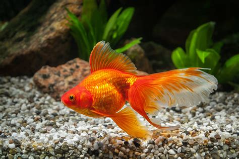 Kann Ein Goldfisch Wirklich Bis Zu 30 Pfund Wachsen?