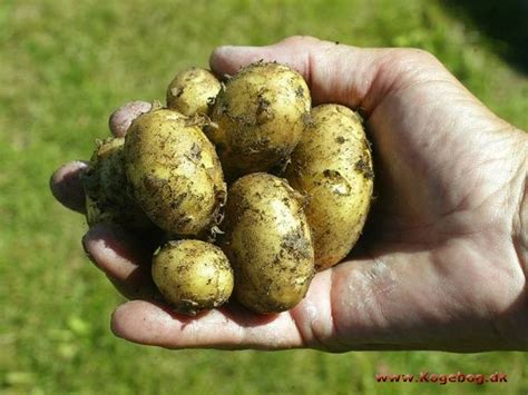 Kartofler Ernæring Fakta - Det er i det