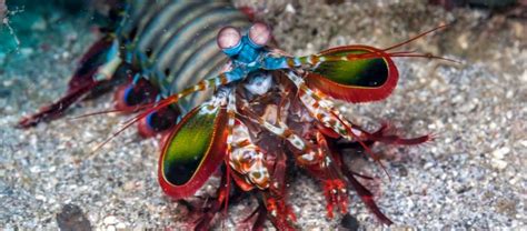 La Griffe D'Attaque De Mantis Shrimp Inspire Un Nouveau Matériau Robuste