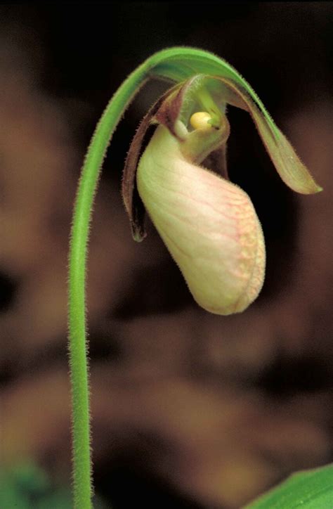 Lady's tofflor orkidé, Paphiopedilum - allt om vård