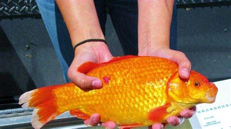 Lake Tahoe'Da Bulunan Monster Goldfish