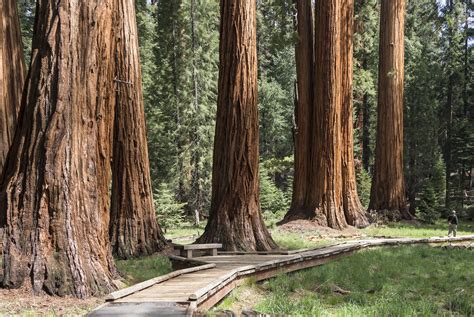 Land Av Jättar: Sequoia Och Kings Canyon National Parks