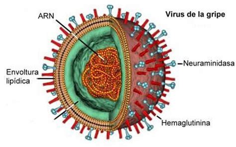 Las Entrañas Del Virus H1N1 Se Asemejan A La 