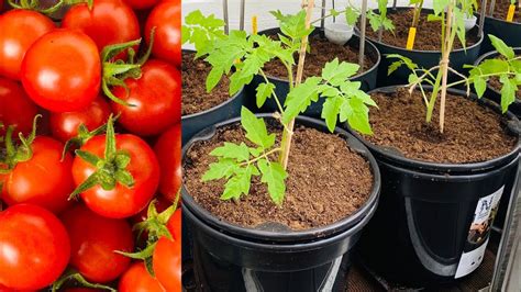 Lav tomater frø selv - tips til frøudvinding