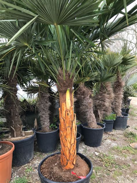 Le palmier au chanvre est-il rustique? Alors hiberner correctement Trachycarpus