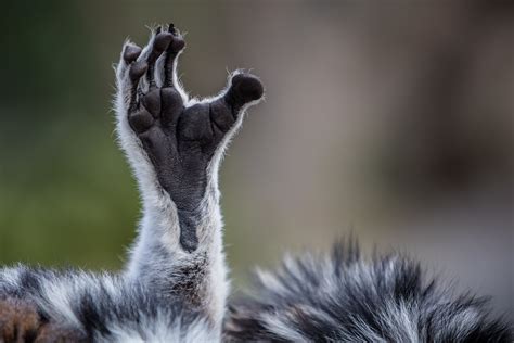 Lemur-Like Toes Insan Yün Karmaşık