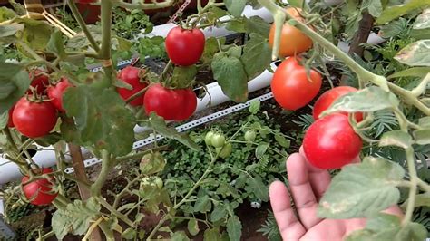 Lengkeng tomat: kultivasi dan perawatan makanan kecil