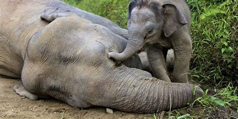 Les Éléphants Pygmées Bénéficient D'Une Protection Accrue De La Part De La Génétique