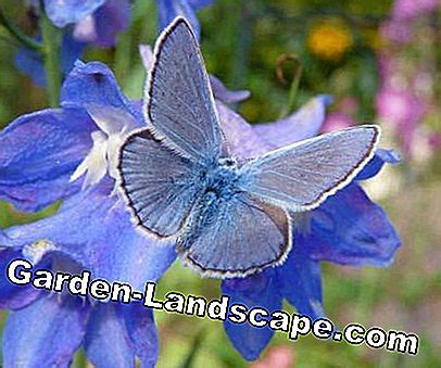 Lezers Photo Gallery: De mooiste vlinders