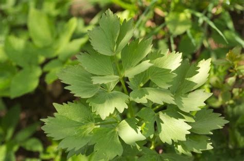 Lovage, plant Maggi's herb - cultivation, care and harvest