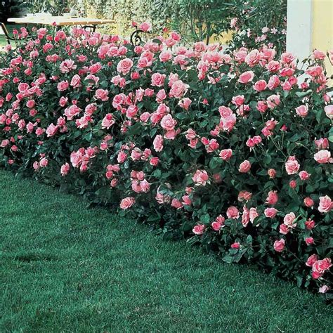 Maak een wilde roos hedge - goed planten en snijden