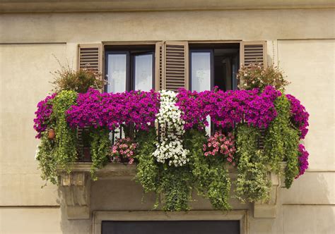 Mandevillen: Balkon için renkli huni çiçekleri