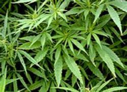 Marijuana-Extract Vermindert Aanvallen Bij Kinderen Met Een Zeldzame Stoornis