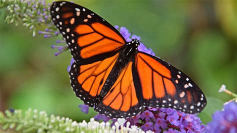 Mariposas Monarca Consideradas Para El Estado De Especies En Peligro De Extinción