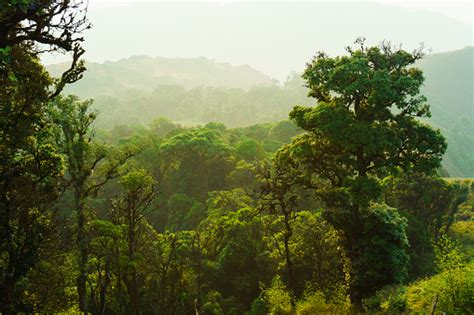 Martinik'in nemli ormanları