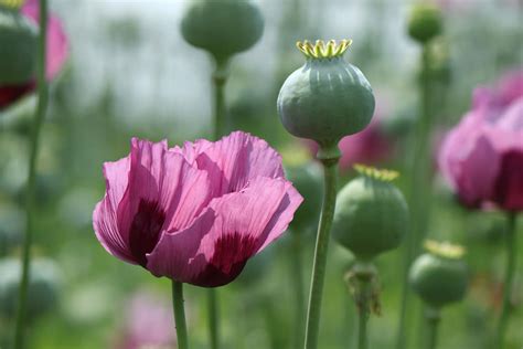Massiv Poppy Bust: Hvorfor Home-Grown Opium Er Sjælden