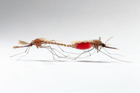 Mosquito Sperma On Lõhnatu
