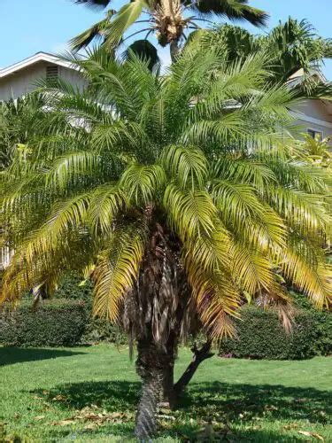 Mountain Palm - Care - Is it poisonous?