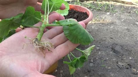 Multiply lovage - Cum să o gestionați prin divizarea rădăcinilor și însămânțarea semințelor