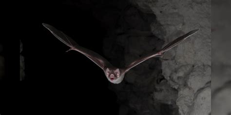 Murciélagos Encontrados Para Alimentarse De Aves Migratorias En La Noche