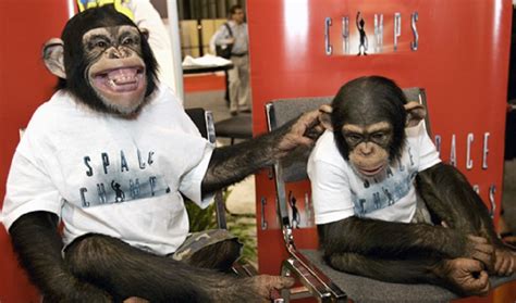 Muške Čimpanze Preferiraju Starije Ženke