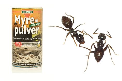 Myrer Fører Vejen Til Jordskælvsprediktion