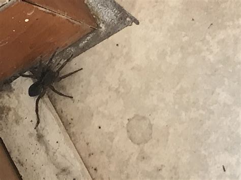 Myrer Pas På! Spider Beskyttet Af Indbrudssikker Web