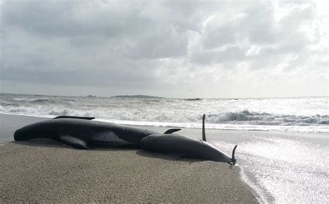 Mystery Of Whale And Dolphin Strandings Kunnen Op Nasa-Gegevens Steunen