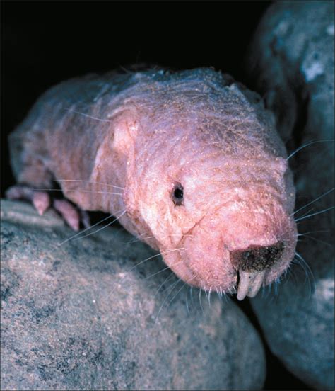 Naked Mole Rat Genome Kan De Sleutel Tot Een Lange Levensduur Hebben