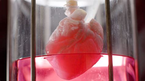 Nanowires Jolt Race Egy Lab-Grown Heart-Hoz