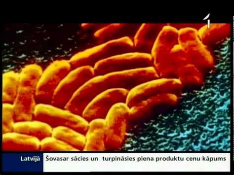 Nebrīvē Audzēti Maki Var Izplatīt Rezistenci Pret Antibiotikām