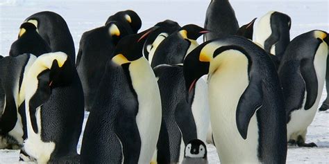 Noge Sreće: Antarktika Je Dom Milijunima Više Pingvina Nego Što Se Mislilo