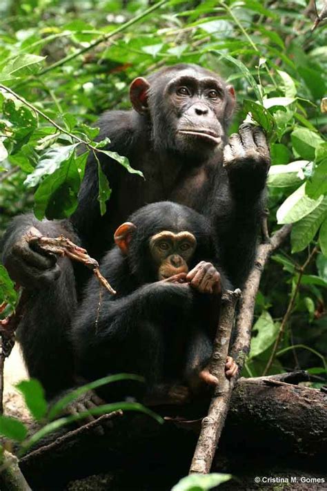 Nogle Primates Share, Others (Hint, Hint) Er Stingy