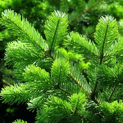 Nordmann fir: growth per year, care and cutting
