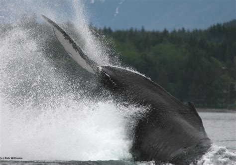 Oceans Apart: 3 Humpback Whale Subspecies Geïdentificeerd
