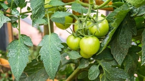 Održavanje rajčice - Savjeti za prolijevanje, gnojidbu i biljne bolesti