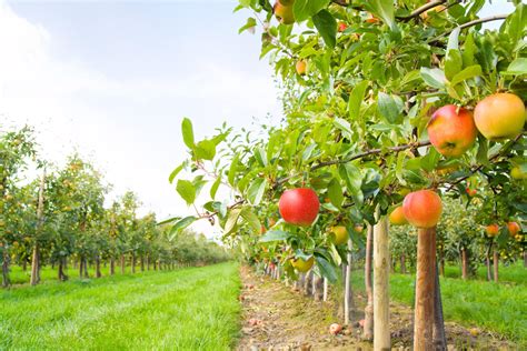 Orchard Farm - Arbre fruitier