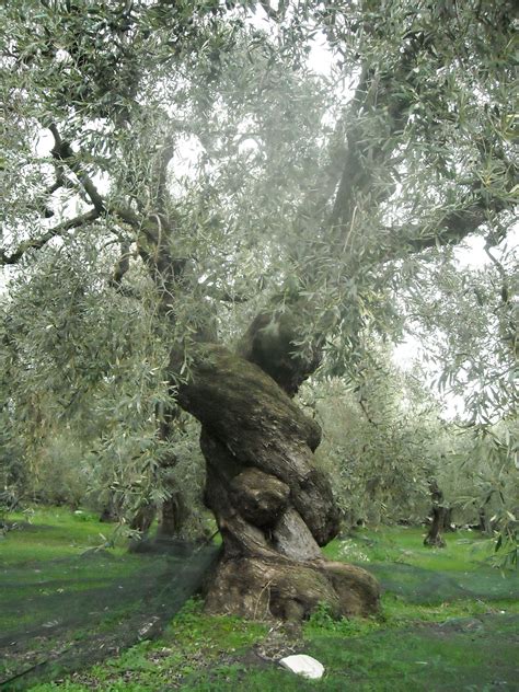 Origins Of The Olive Tree Afsløret