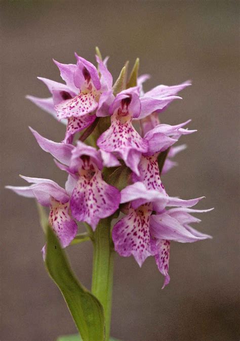 Orquídea Negligenciada, Dactylorhize Esquecida