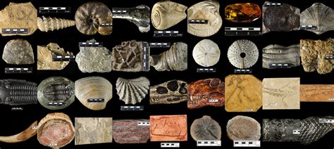 Os 5 tipos de fósseis