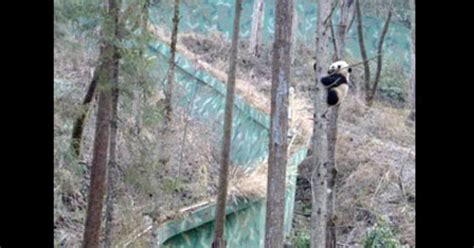 Panda Boot Camp Lærer Cubs Survival Færdigheder