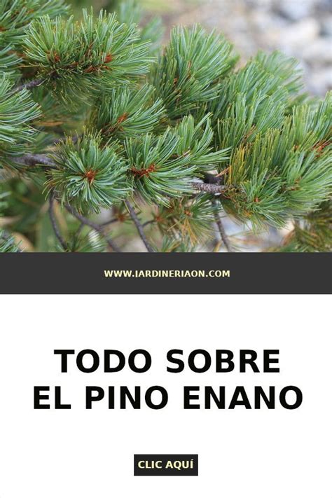Petting pine - plantas, cuidado, reducción e invernal
