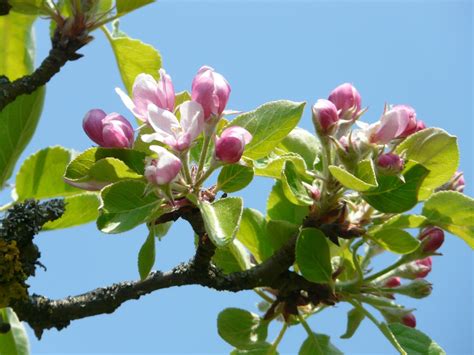 Pflanze einen Apfelbaum 'Pink Pass'