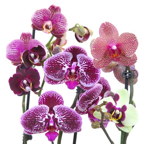 Phalaenopsis pillangó orchidea