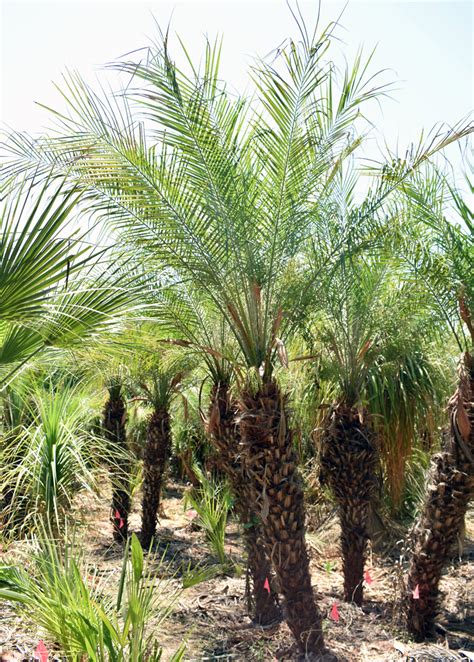 Phoenix Palm - Date Palm - Care