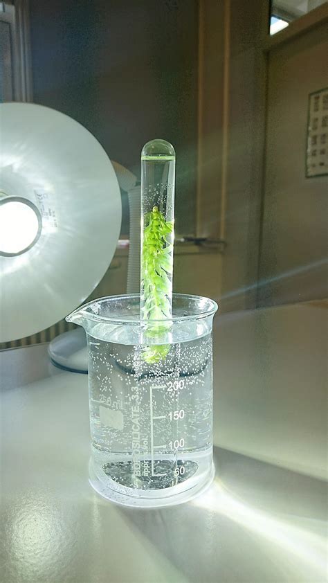Photosynthese-Laborexperimente