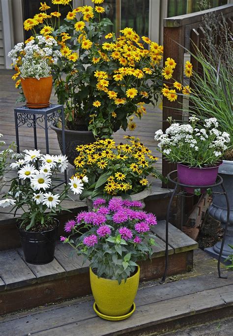 Plantes en pot à floraison tardive: finale saisonnière colorée