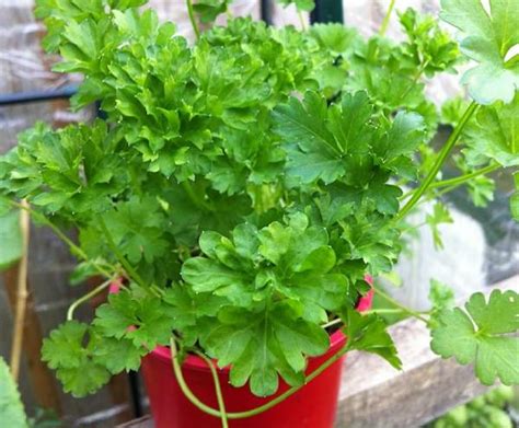 Planting parsley - growing in the garden and on the balcony