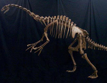 Pot-Bellied Dinosaur Skelet Fandt I Utah