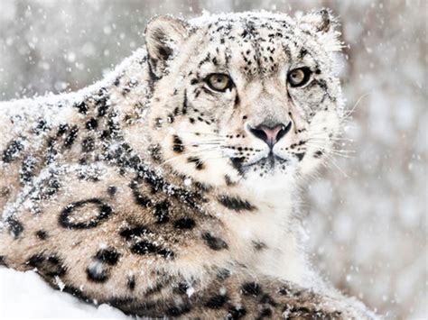 Primeras Imágenes Tomadas De Leopardos De Nieve En Siberia